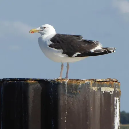 Gut-rattelvitz-parterre-b-hochwertig-sauna-kamin-etankstelle-spielscheune-15-000qm-parkland * Gingst