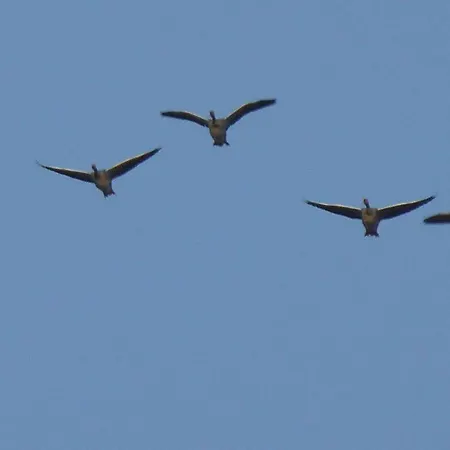 דירה Gut-rattelvitz-parterre-b-hochwertig-sauna-kamin-etankstelle-spielscheune-15-000qm-parkland