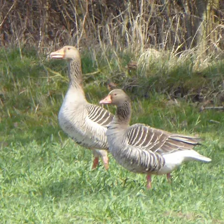 דירה Gut-rattelvitz-parterre-b-hochwertig-sauna-kamin-etankstelle-spielscheune-15-000qm-parkland