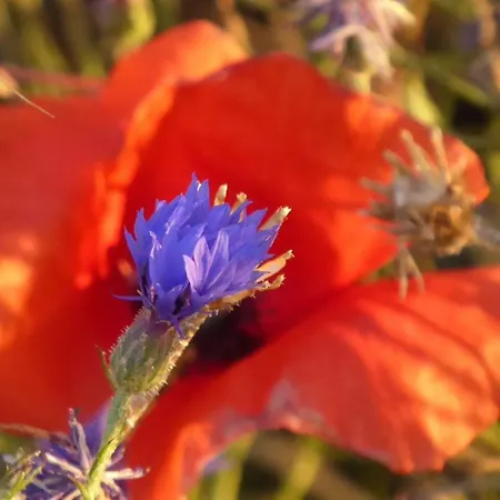 Gut-rattelvitz-parterre-b-hochwertig-sauna-kamin-etankstelle-spielscheune-15-000qm-parkland דירה *