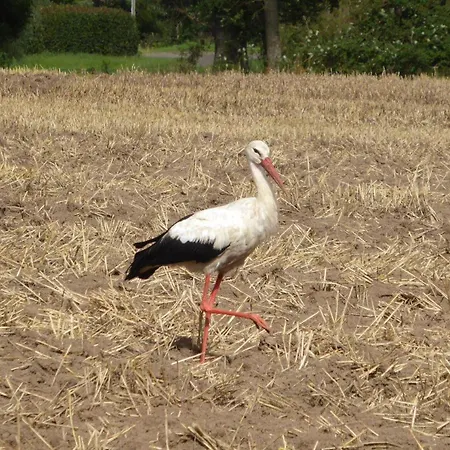 Gut-rattelvitz-parterre-b-hochwertig-sauna-kamin-etankstelle-spielscheune-15-000qm-parkland דירה