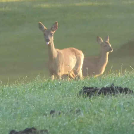 Gut-rattelvitz-parterre-b-hochwertig-sauna-kamin-etankstelle-spielscheune-15-000qm-parkland דירה